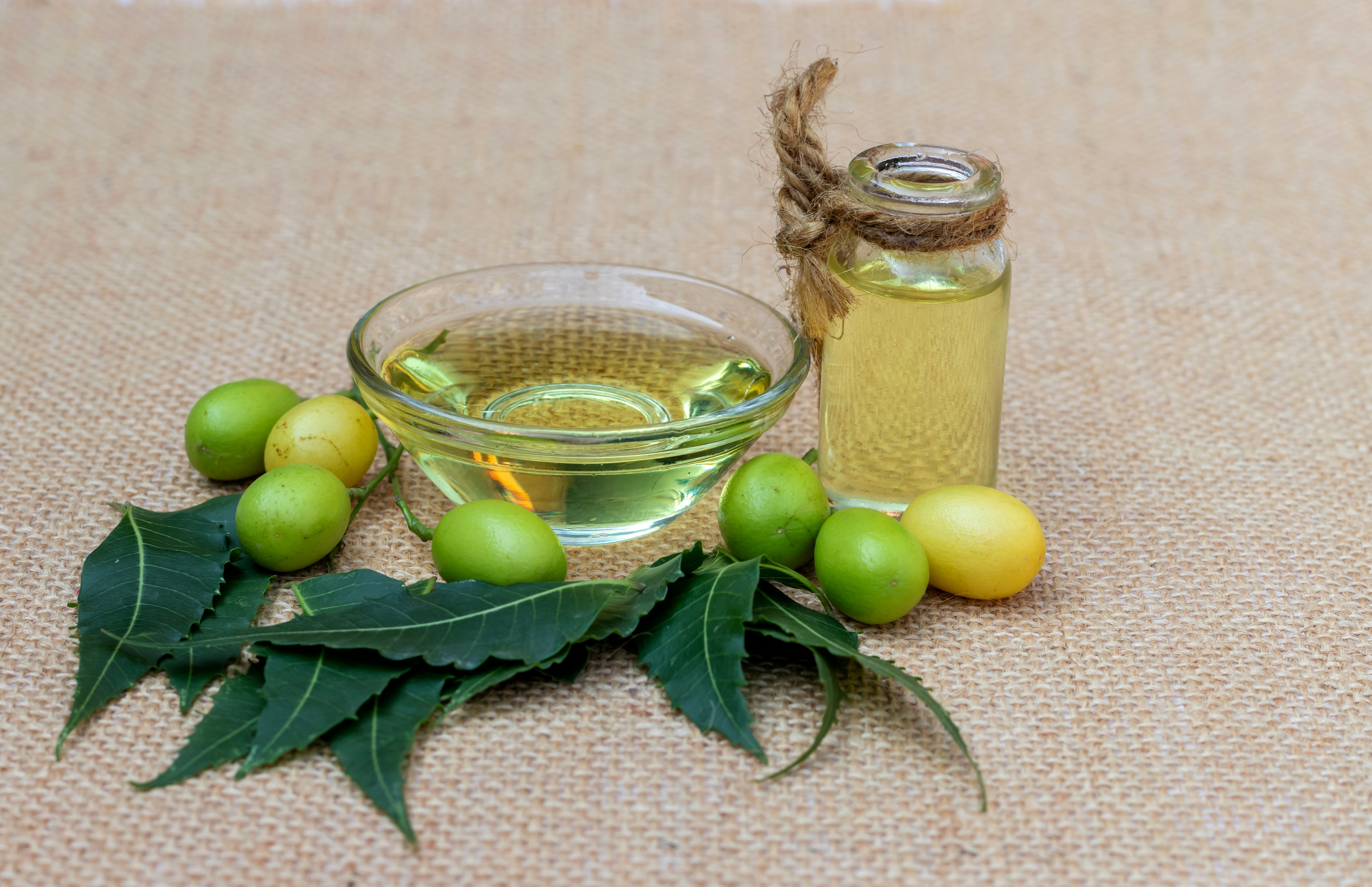 2345686985 Neem Oil or Azadirachta Indica Oil in a Glass Bottle and Bowl with Neem Fruit and Leaves Isolated on Burlap Fabric with Copy Space, Also Known as Margosa, Nimtree or Indian Lilac, Uses Ayurvedic Herbs
