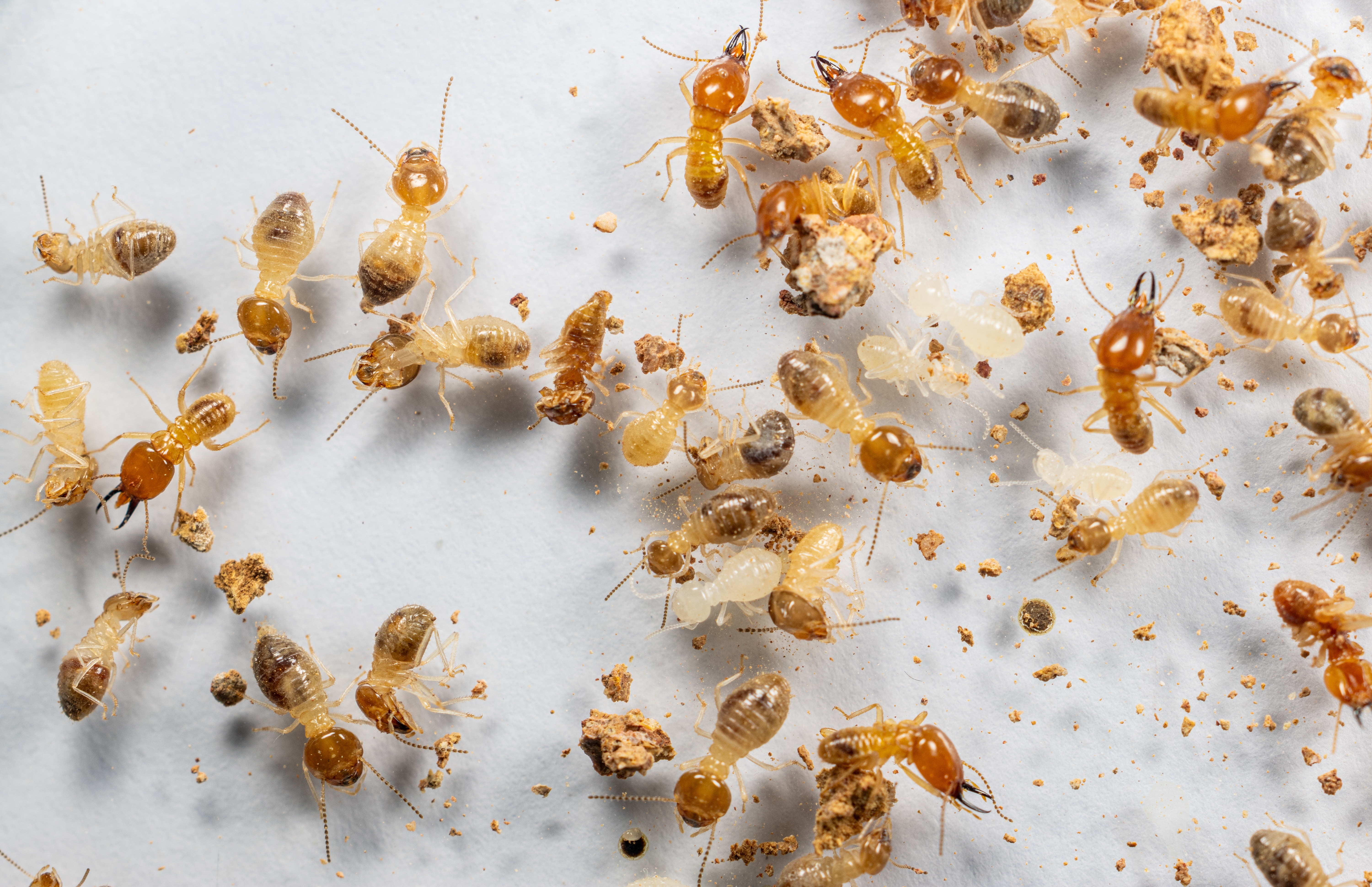 2503993899 Close up of the Small termite in Petri dish glass for education in Laboratory.